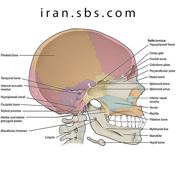 آناتومی قاعده جمجمه